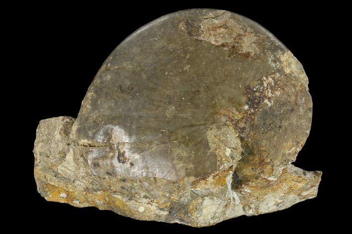 Fossil Ammonite (Parussuria) On Rock- Idaho #117198